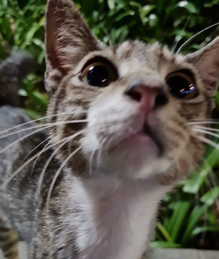 interesting cat photos